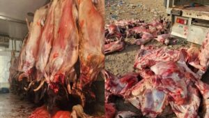 إحباط نقل 42 سقيطة من اللحوم في ظروف غير صحية 11 viande