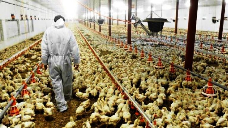 الدعم الحكومي يرفع منسوب التوتر بين مربي الدجاج و”الكسابة”