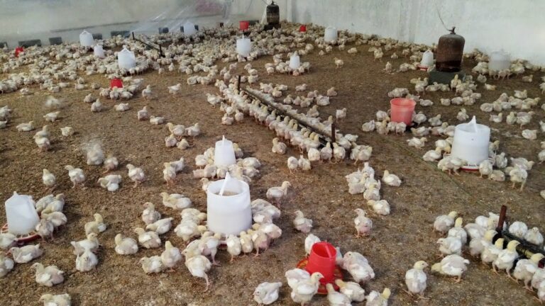 لوبيات الدواجن تحت المجهر.. مهني يكشف المستور حول غلاء الأسعار