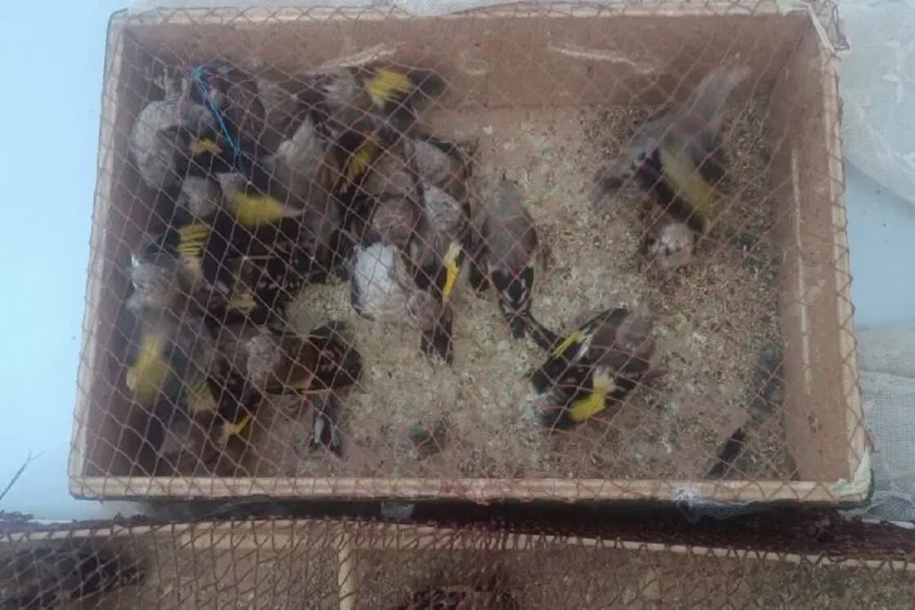 عملية نوعية تحبط تهريب العشرات من طائر الحسون