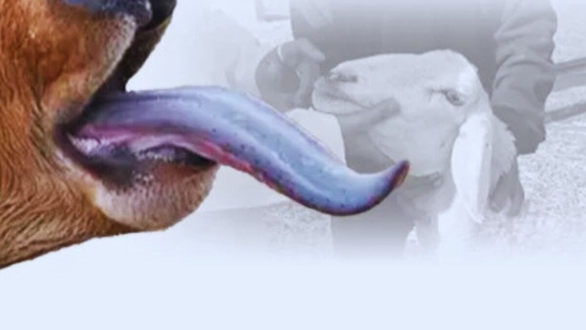 أصوات تحذر من تفشي “اللسان الأزرق”: تهديد حقيقي للقطيع الوطني، وسط دعوات لتدخل عاجل