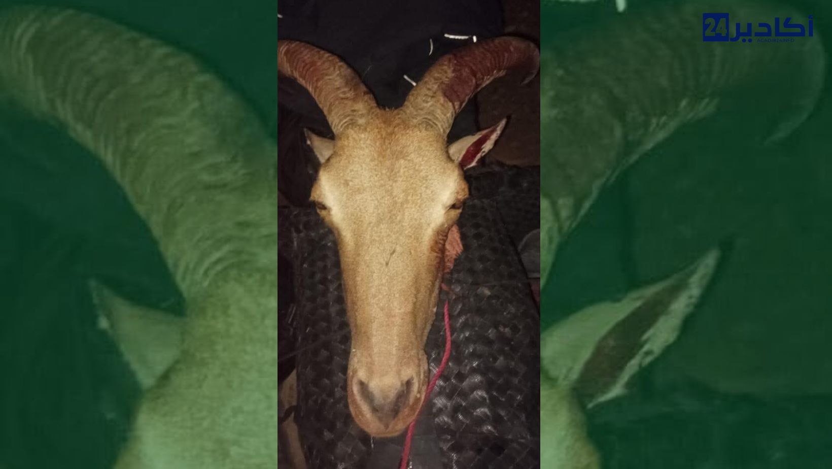 تافراوت.. تنسيق أمني يُسقط مخالفاً متلبساً بصيد "الأروي" الممنوع بجبل الكست