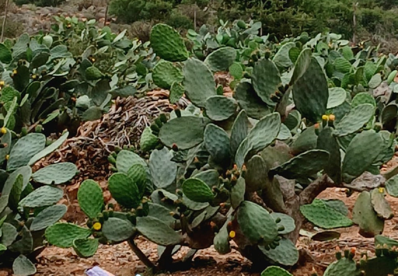 سيدي إفني: أكادير24 في قلب حقول “الهندية” بعد أثمنة خيالية للحبة الواحدة.
