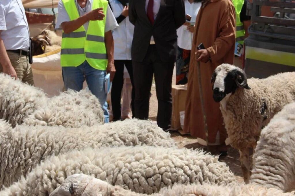سوس ماسة: “فقدان الثقة” يدفع كسابة إلى رفض إحصاء قطعانهم من الماشية