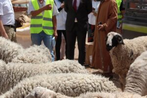 سوس ماسة: “فقدان الثقة” يدفع كسابة إلى رفض إحصاء قطعانهم من الماشية