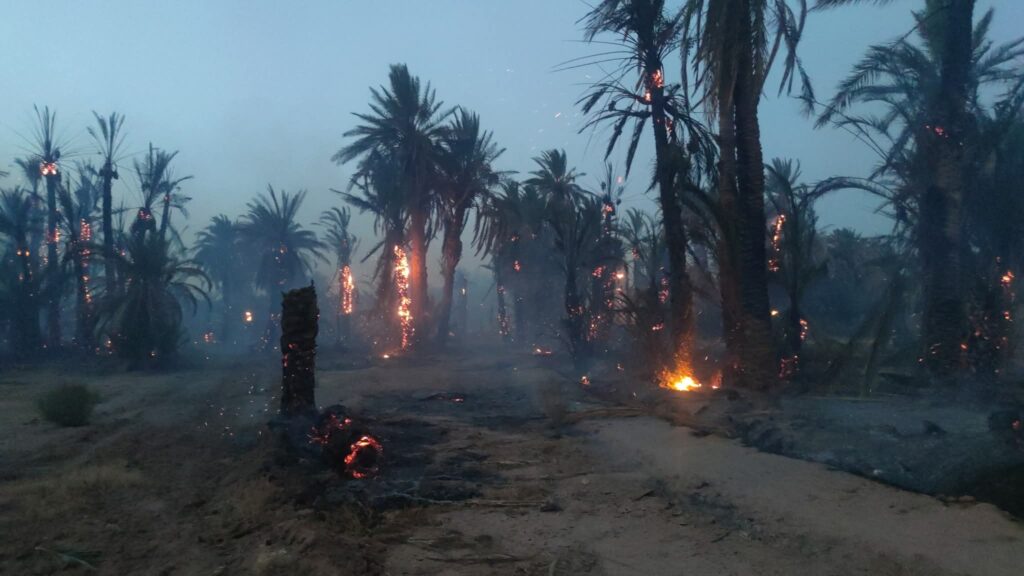 Un incendie ravage une oasis de palmiers 1