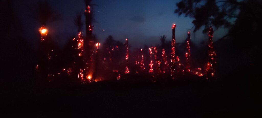 Un incendie ravage une oasis de palmiers 10