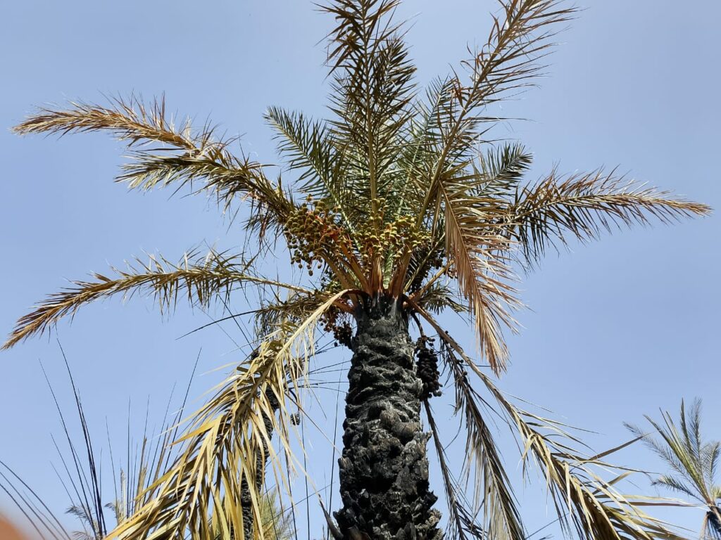 Un incendie ravage une oasis de palmiers 11