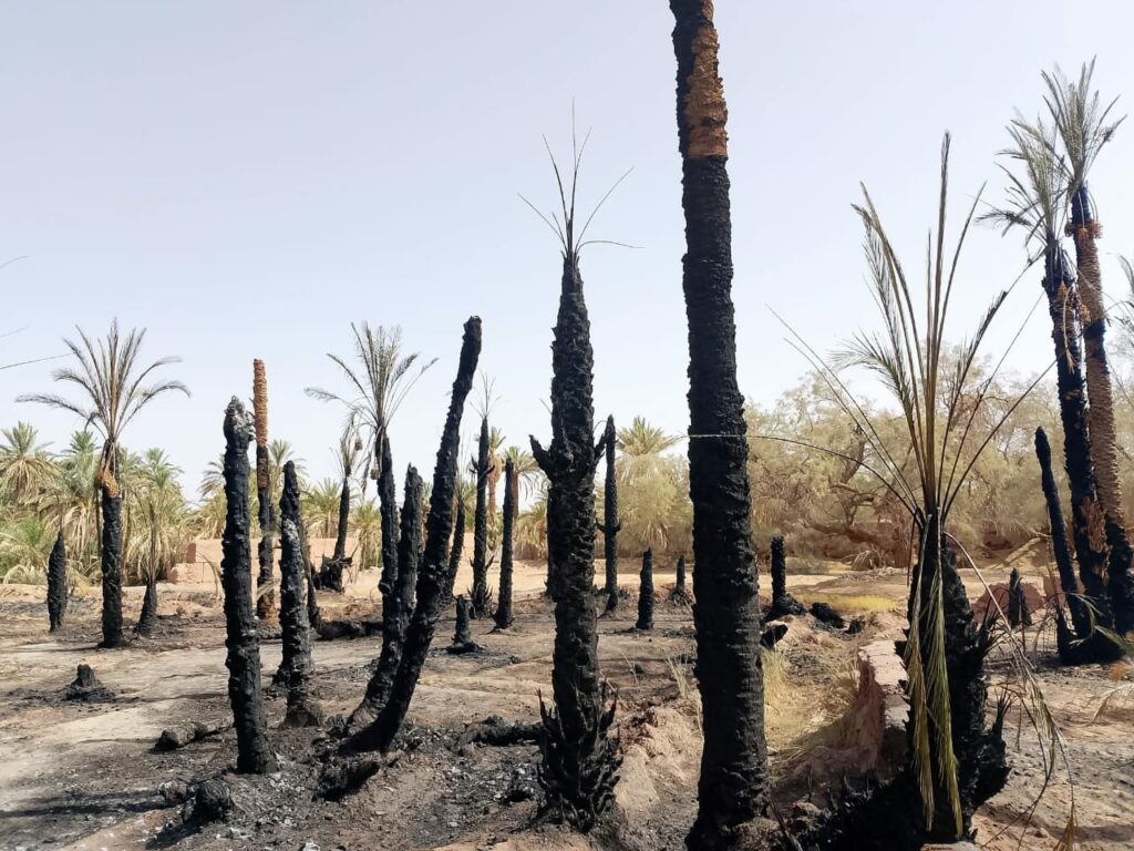 Un incendie ravage une oasis de palmiers 2