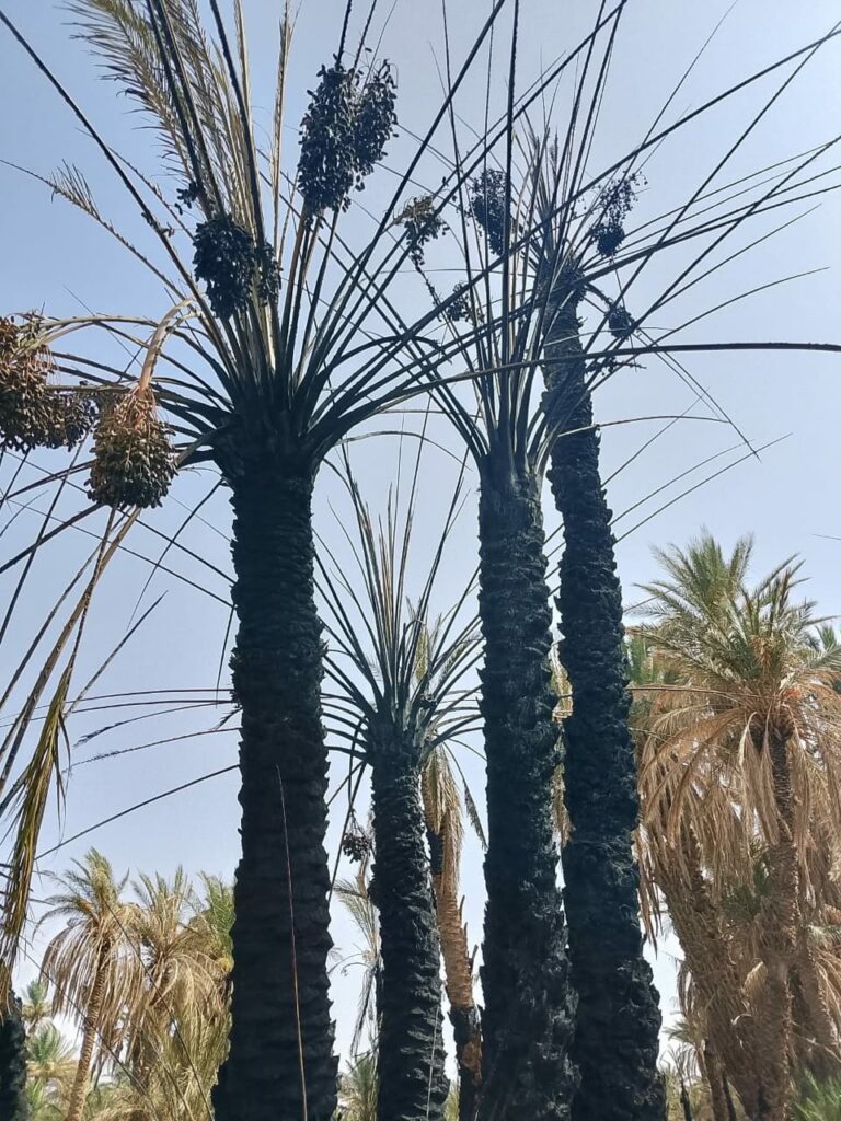 Un incendie ravage une oasis de palmiers 4