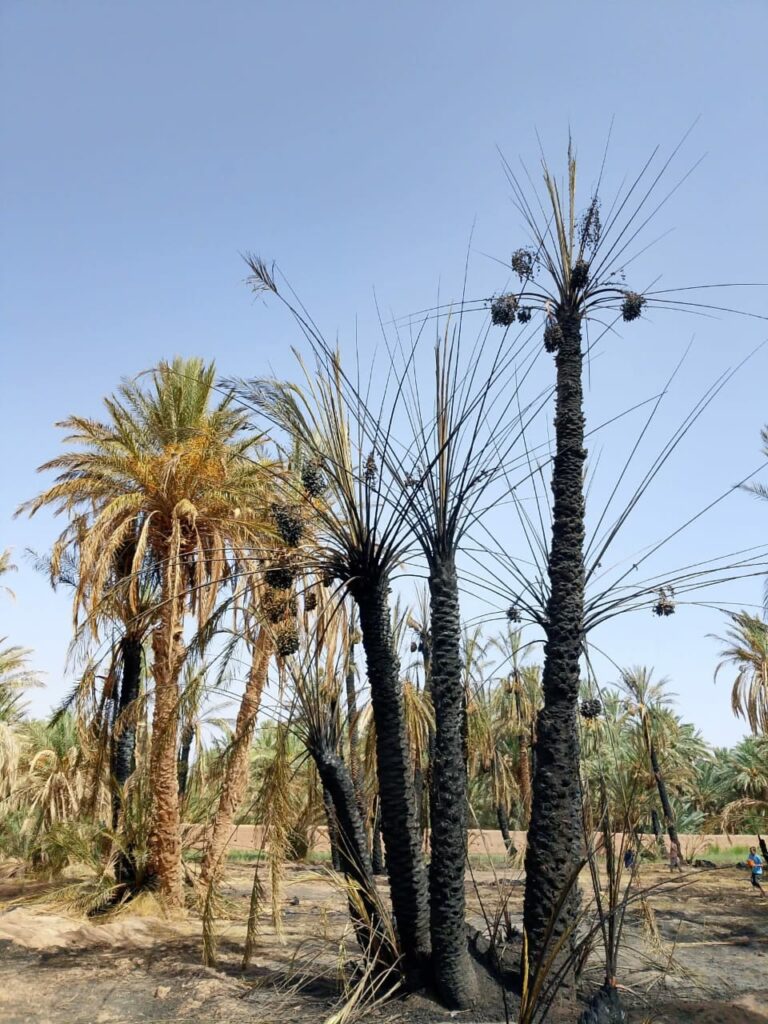 Un incendie ravage une oasis de palmiers 5