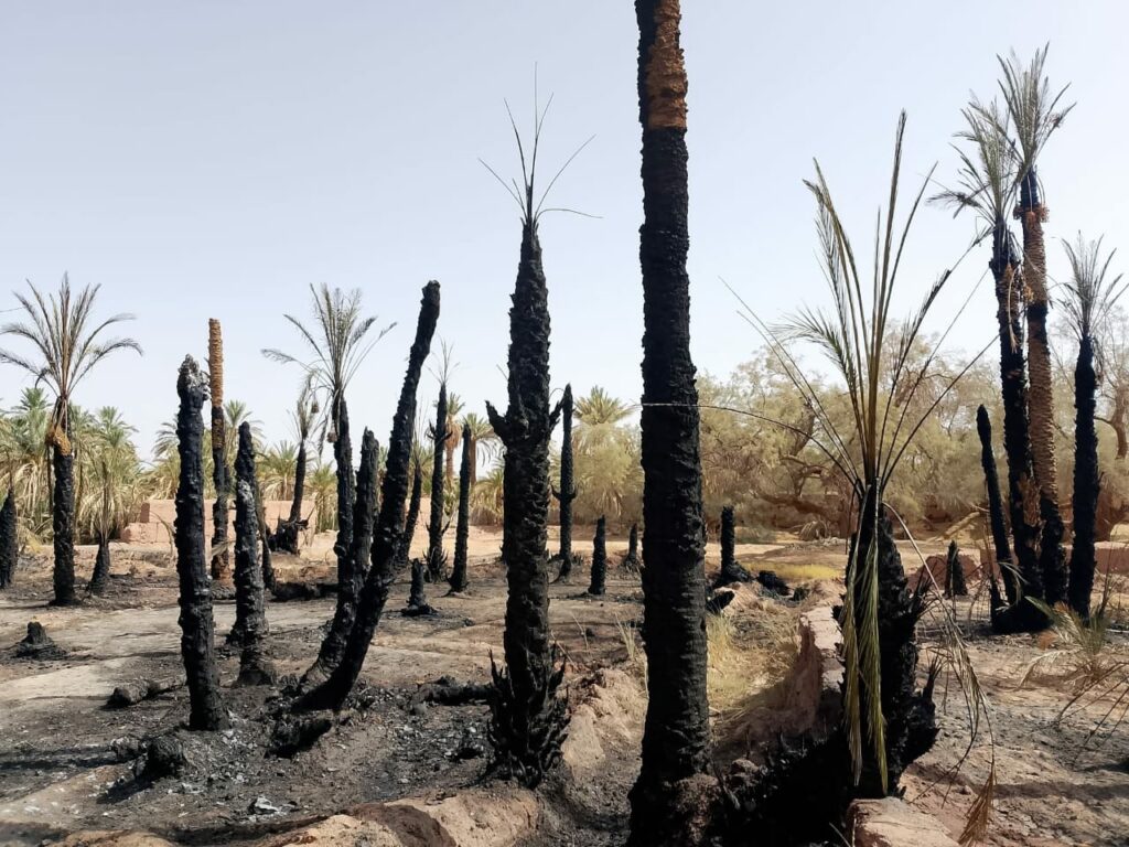 Un incendie ravage une oasis de palmiers 6