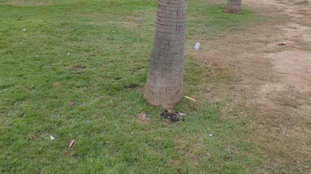 مدخل أكادير عبر إنزكان.. جفاف العشب وغياب الوعي يسيئان لصورة المدينة 3 herbe 2