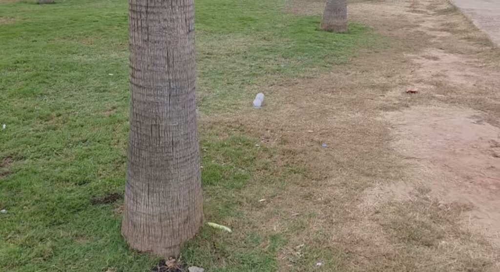 مدخل أكادير عبر إنزكان.. جفاف العشب وغياب الوعي يسيئان لصورة المدينة 2 herbe 3