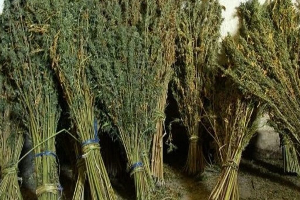 أكادير :درك الدراركة يحجز كميات مهمة من الكيف بعد مطاردة مثيرة بواد سوس