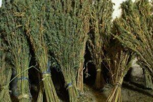أكادير :درك الدراركة يحجز كميات مهمة من الكيف بعد مطاردة مثيرة بواد سوس