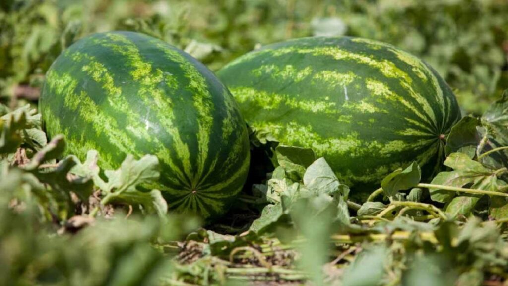 “أونسا” يوضح بشأن سلامة البطيخ الأحمر