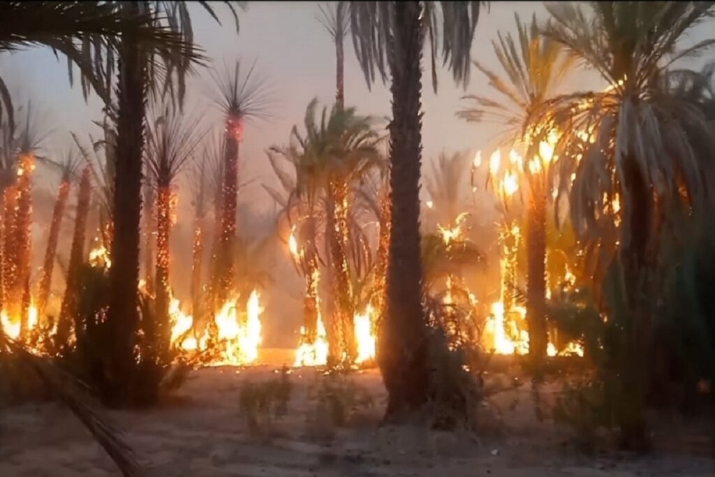 سوس ماسة: اندلاع حريق بواحة القصابي… تفاصيل السيطرة على النيران وتأثيرها البيئي