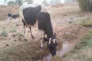 vache