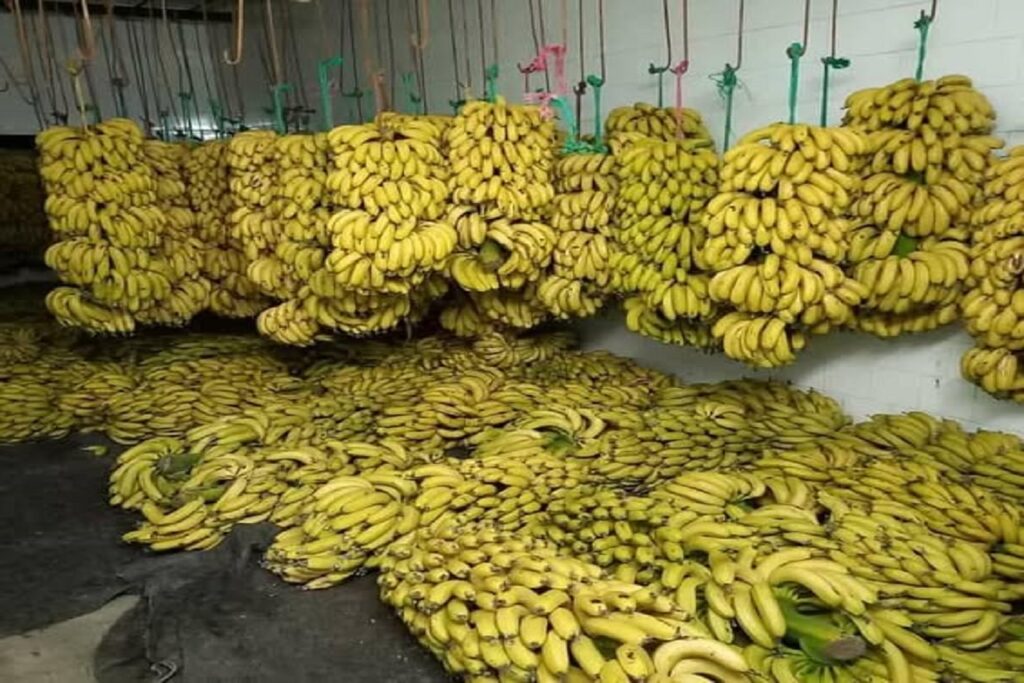 أسواق الموز تحت وطأة الاحتكار، والتجار ينشدون تدخلا يعيد للسوق توازنها