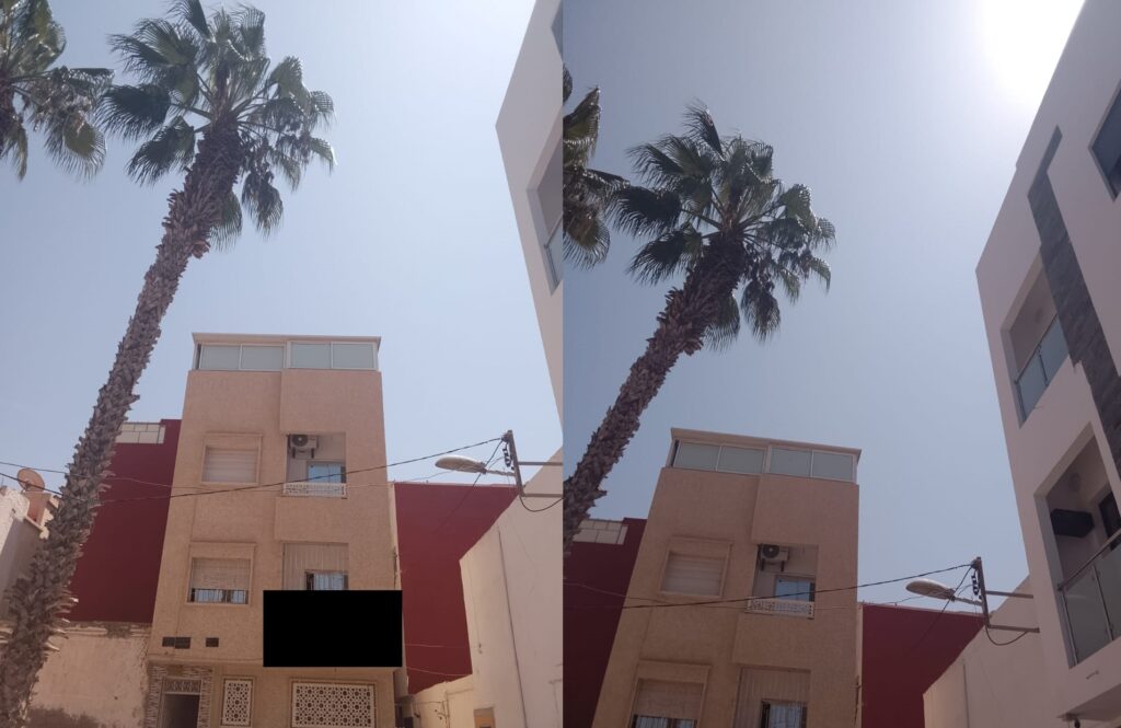 شكاية إزالة نخلة آيلة للسقوط بأكادير: حلّوا مشكلة الخطر المحتمل على السكان
