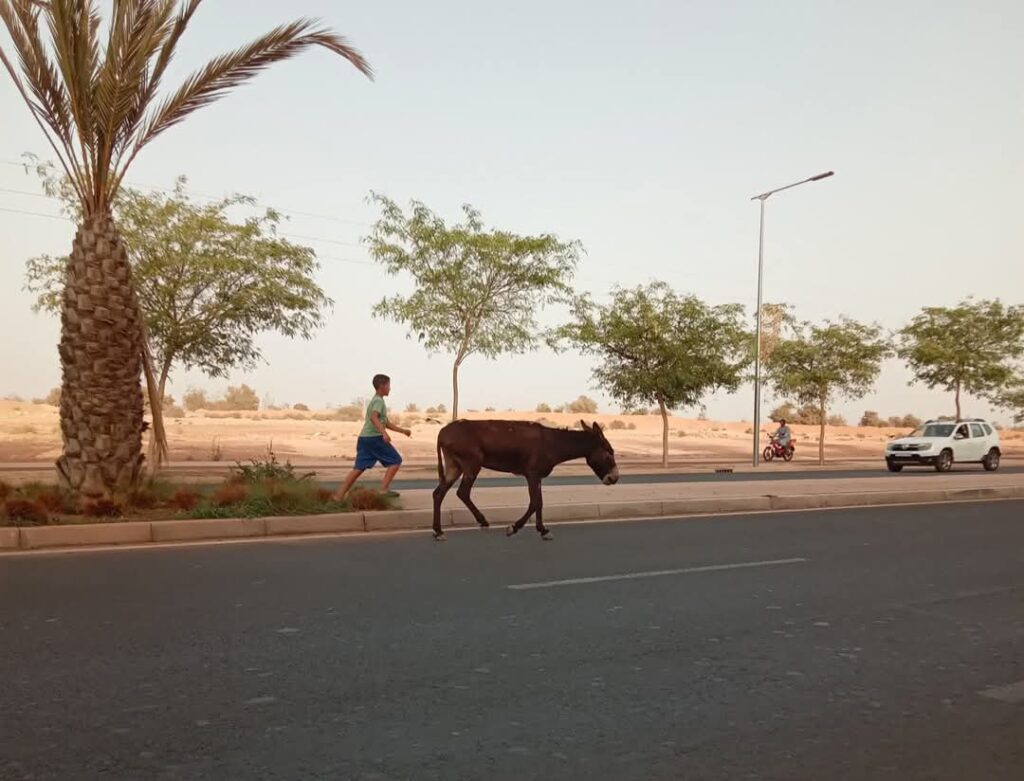 حمير سائبة تغزو شوارع تليلا بأكادير وتثير سخط السكان
