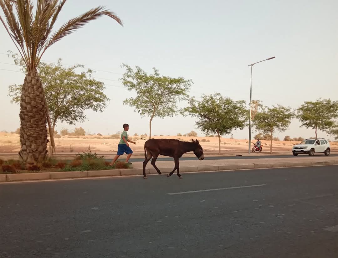 حمير سائبة تغزو شوارع تليلا بأكادير وتثير سخط السكان