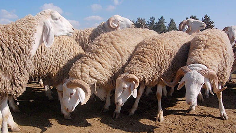 الغموض يلف عملية سرقة استهدفت قطيعا من الأغنام