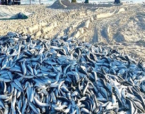 فضيحة بيئية بأكادير : إتلاف مئات الأطنان من سمك “الأنشوبة” في عرض البحر