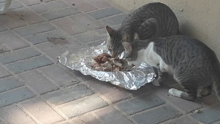 “الوقاية خير من العلاج”.. رئيس جماعة بسوس يحذر السكان من مخاطر القطط الشاردة