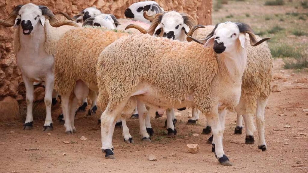 سرقة زريبة أغنام باشتوكة بستنفر عناصر الدرك الملكي