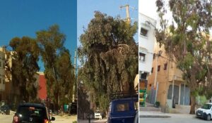 أورير توضّح: ما جرى ليس “قطعًا للأشجار” بل تقليم وصيانة دورية لضمان السلامة والبيئة