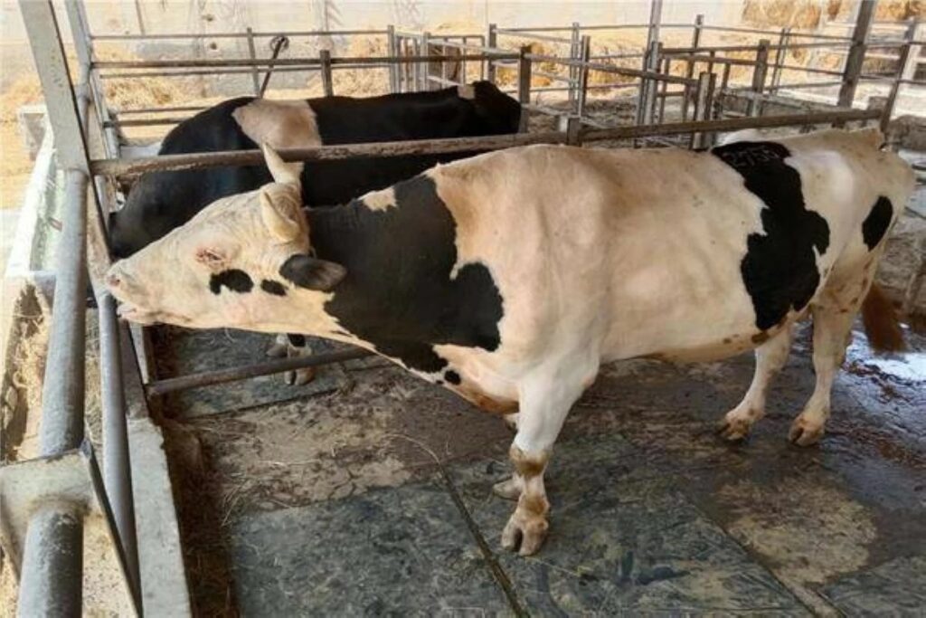 بعد تسجيل بؤر بأوروبا.. المغرب يتحرك لتحصين القطيع الوطني ضد التهاب الجلد العقدي