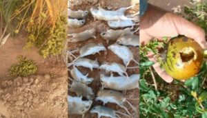 آفة صامتة تلتهم محاصيل الواحات في الجنوب المغربي