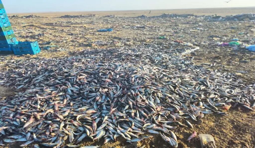 نزاع حول التسعيرة يتسبب في إتلاف 23 طنا من السردين