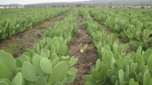 تزنيت: فعاليات محلية تطالب بكشف مآل مشروع الصبار المتعثر بأربعاء الساحل