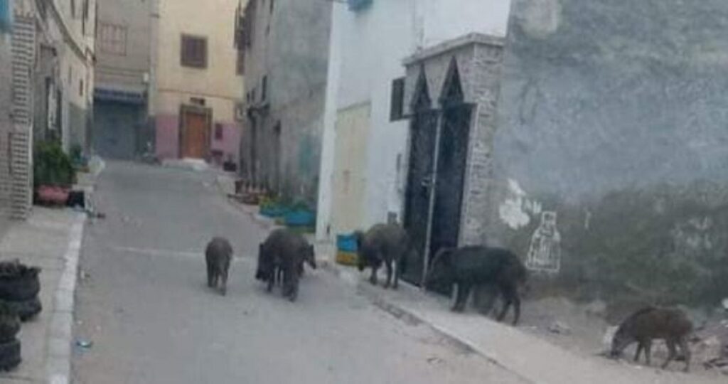 ظهور الخنازير البرية بأكادير يثير مخاوف الساكنة، ويدعو إلى تدخل عاجل لحماية الأرواح والممتلكات