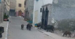 ظهور الخنازير البرية بأكادير يثير مخاوف الساكنة، ويدعو إلى تدخل عاجل لحماية الأرواح والممتلكات
