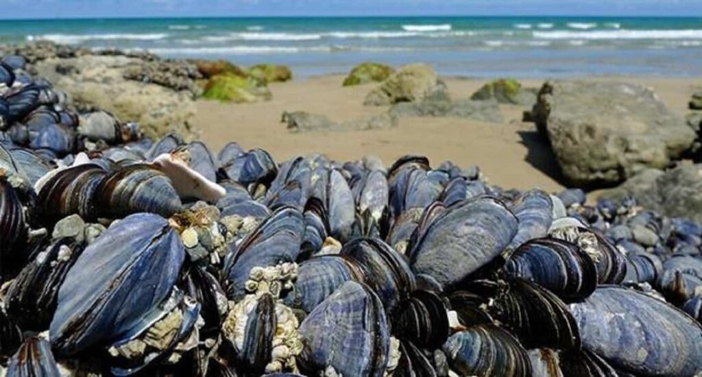 تزنيت: “سموم بحرية” تنمع جمع الصدفيات بسيدي بولفضايل