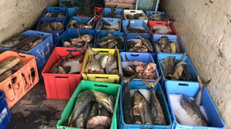 ضربة جديدة لشبكات تهريب الثروة البحرية في الداخلة