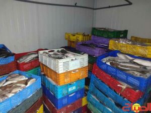 عملية أمنية نوعية بالداخلة: حجز أكثر من طن من الأسماك المهربة وتوقيف مشتبه فيه