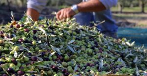 أمطار الخير تنعش الحقول وتكشف خطر “السماسرة” على موسم الزيتون بالمغرب