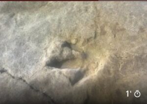 “ثيروبود” يعيد رسم خريطة الأطلسي: اكتشاف مسار ثانٍ لآثار ديناصورات بأكادير عمرها 85 مليون سنة يعزز السياحة الجيولوجية