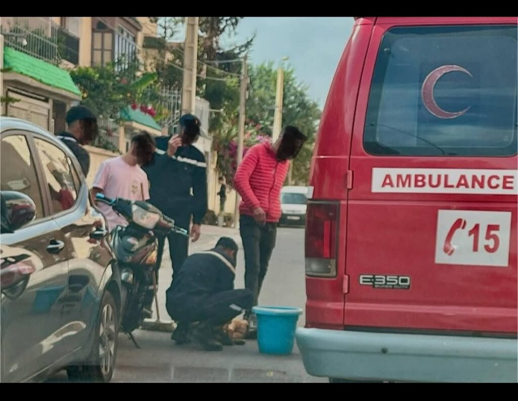 كلب مسعور يثير الرعب بتيزنيت بعد الهجوم على سيدتين