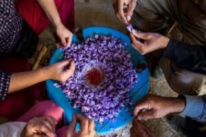 تارودانت: نساء تالوين يواجهن ندرة الماء لإنقاذ الزعفران الحر