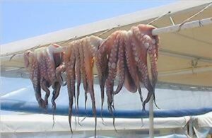 “شمبريرات” في عرض البحر: شبكات تهريب الأخطبوط تتحدى المراقبة بسواحل الداخلة