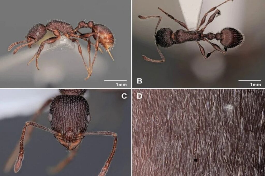 اكتشاف فريد باشتوكة يعيد رسم خريطة التنوع البيولوجي بالمغرب