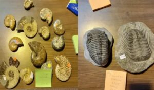 إحباط تهريب مستحاثات نادرة من المغرب