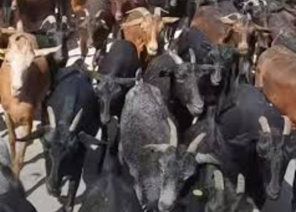 اشتوكة: فك لغز سرقة قطيع من الماعز في آيت عميرة