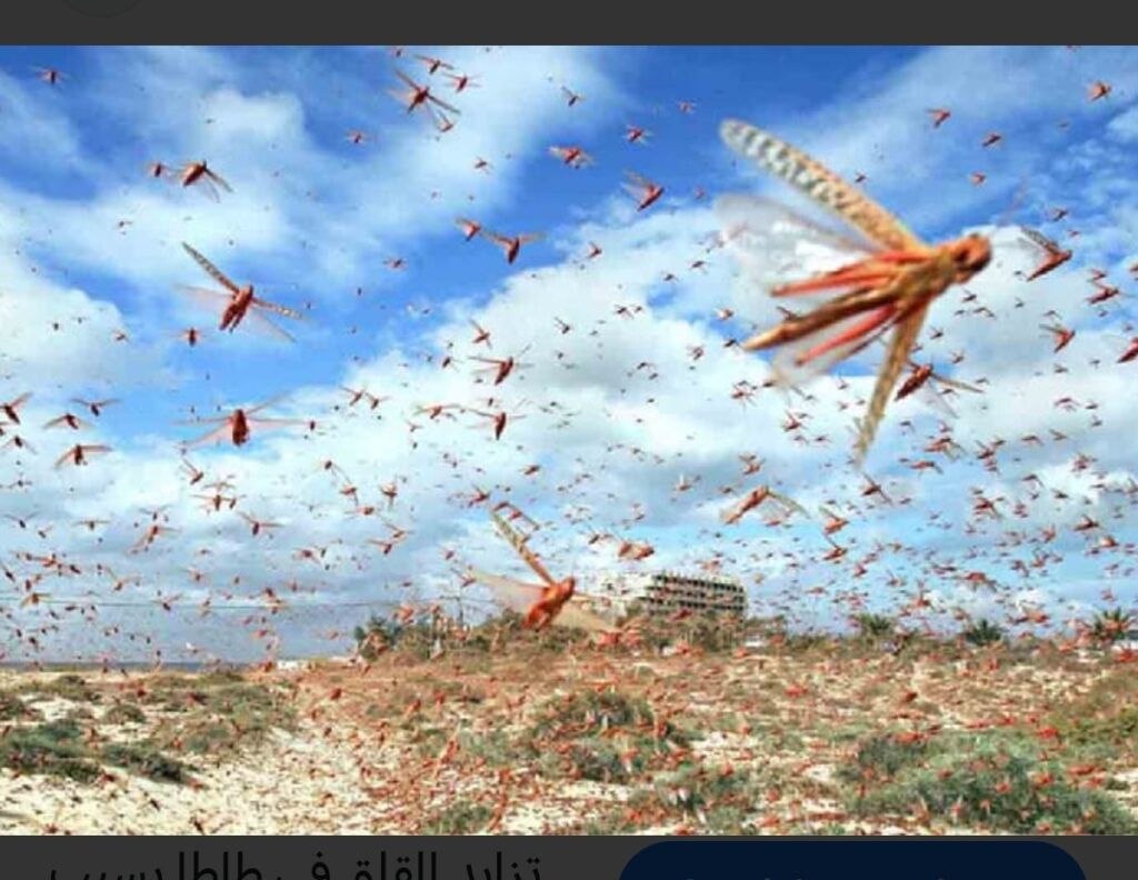 الجراد يزحف نحو تيزنيت وكلميم وإفني، ومنظمة “الفاو” تدق ناقوس الخطر